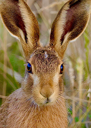 Close up of hare's face and ears