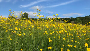 Field of Buttercups