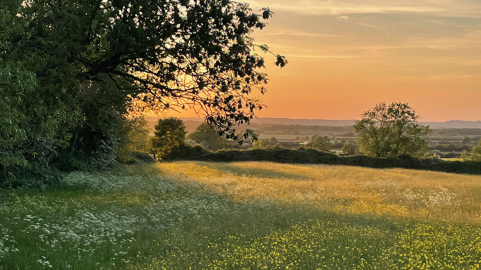 Sunset over a meadow