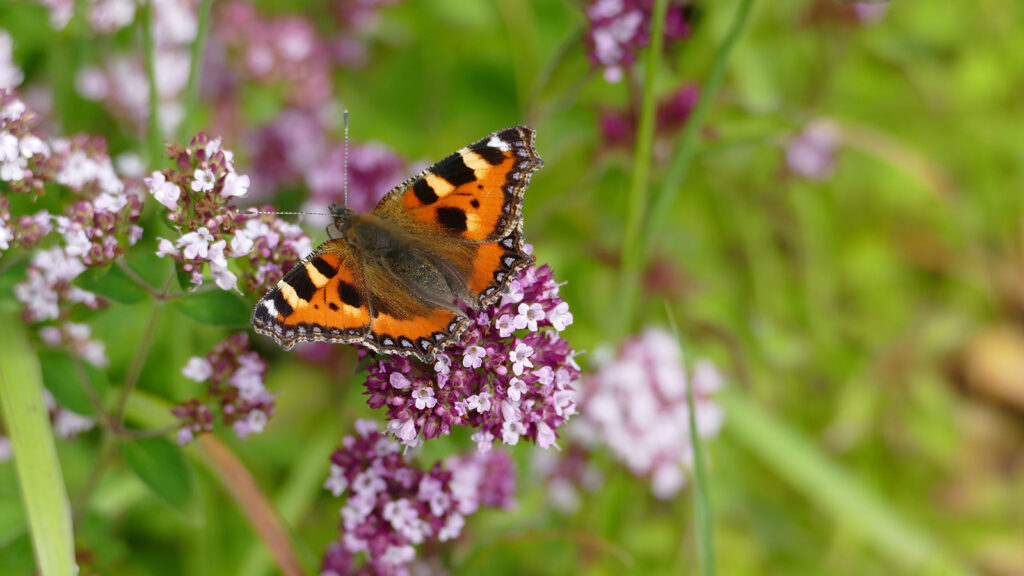 Butterfly on a flower