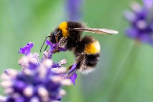 Gardening Bee on lavender