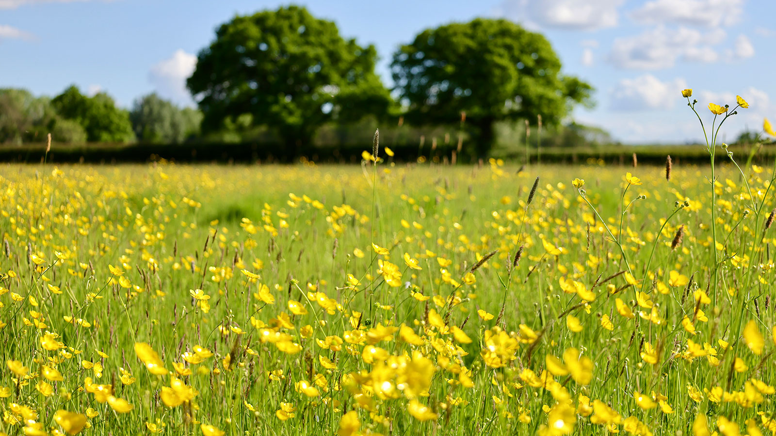 New scrape and butterfly bank in Cornmill Meadows, Shipston-on Stour