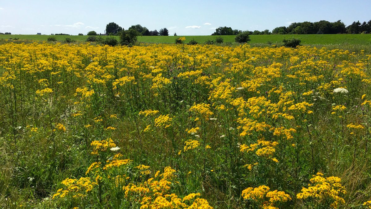 header Ragwort