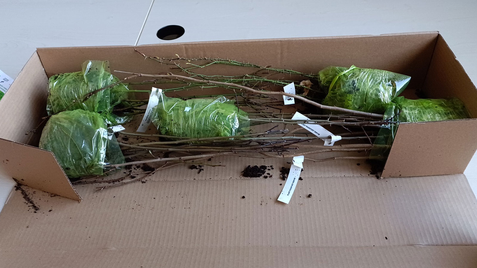 Tysoe Wildlife Group Hedge Planting