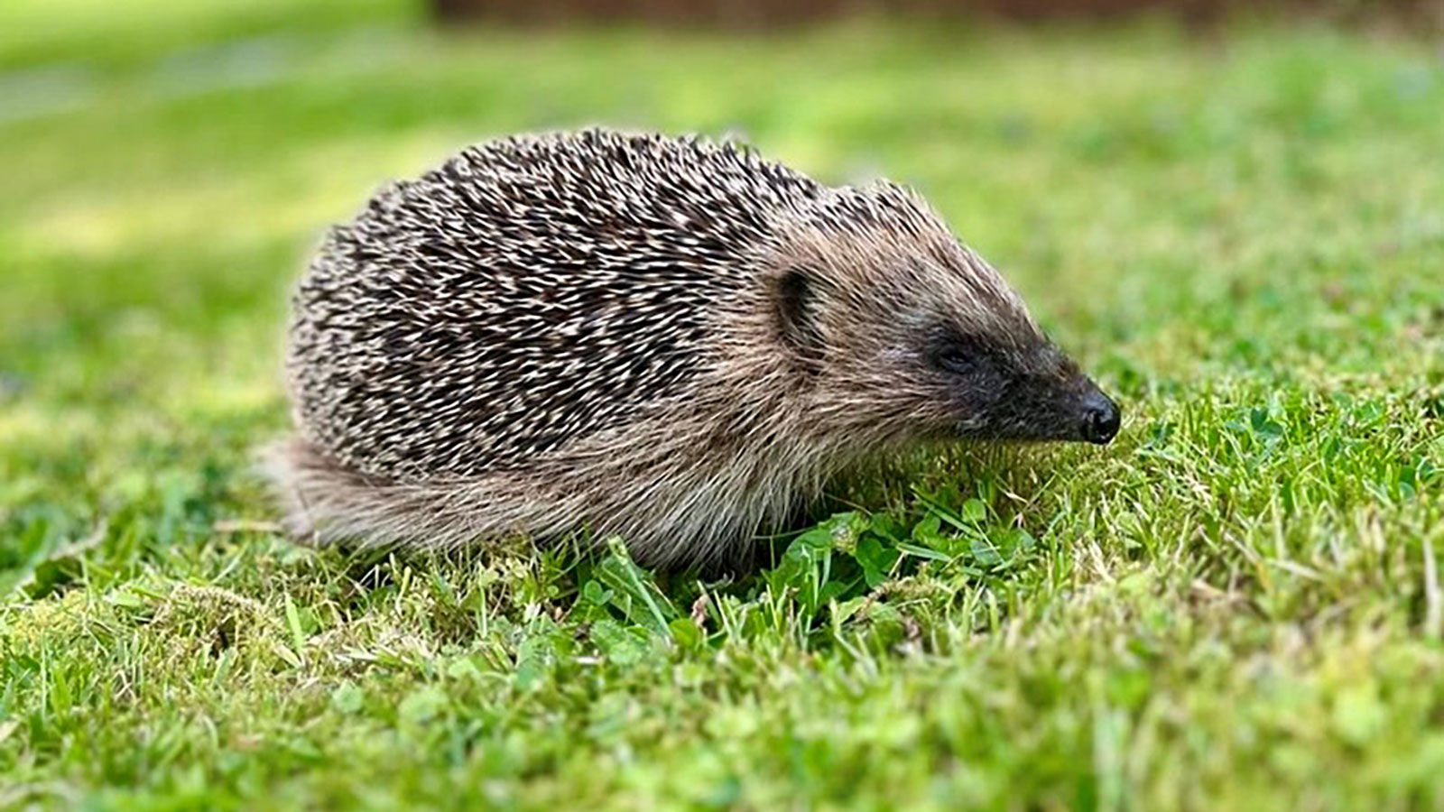 header Feldons hedgehog