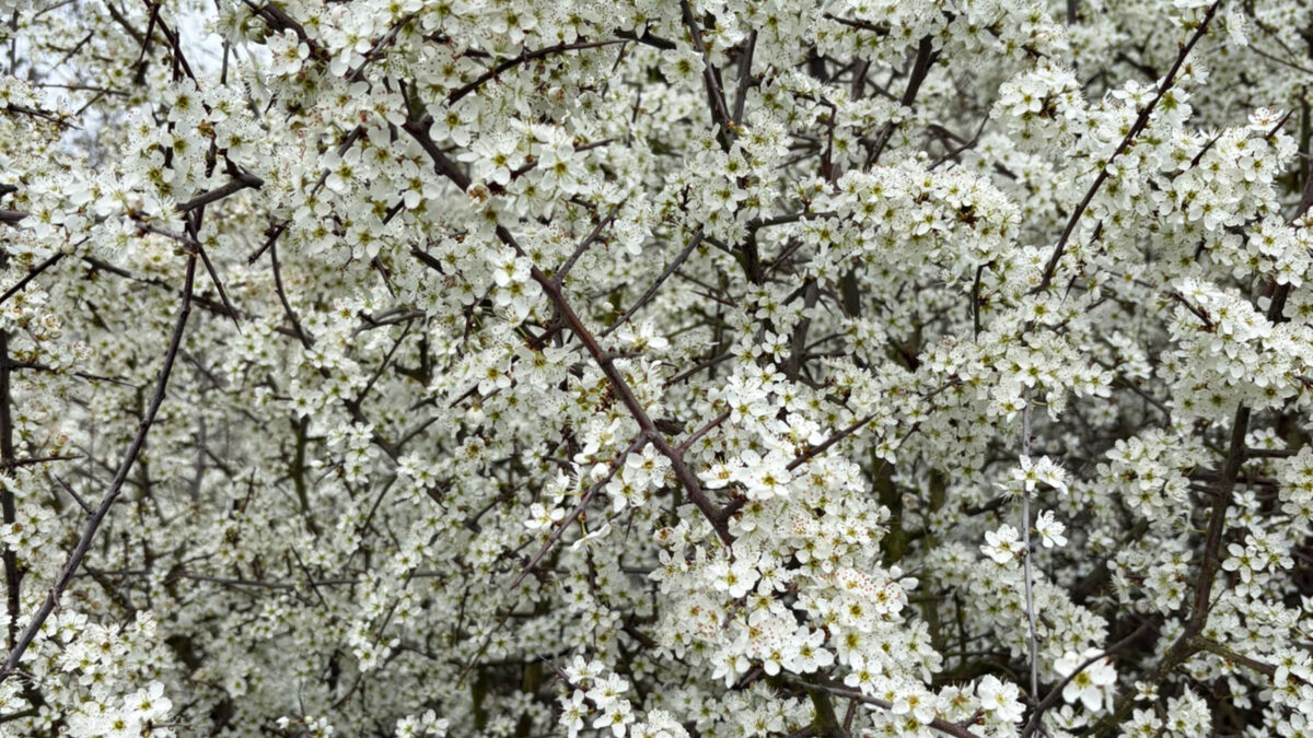 header blossom