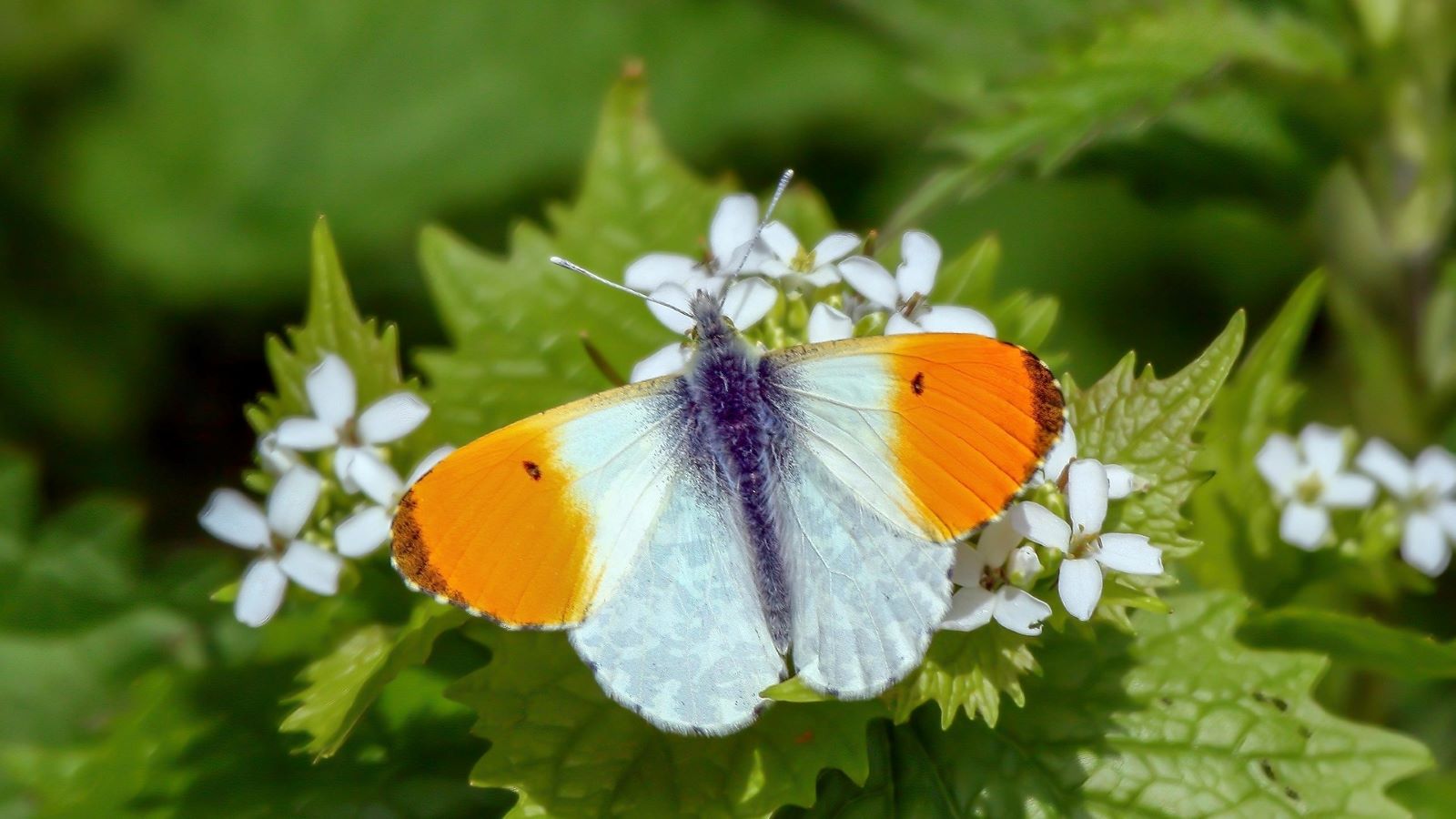 Butterflies in the news