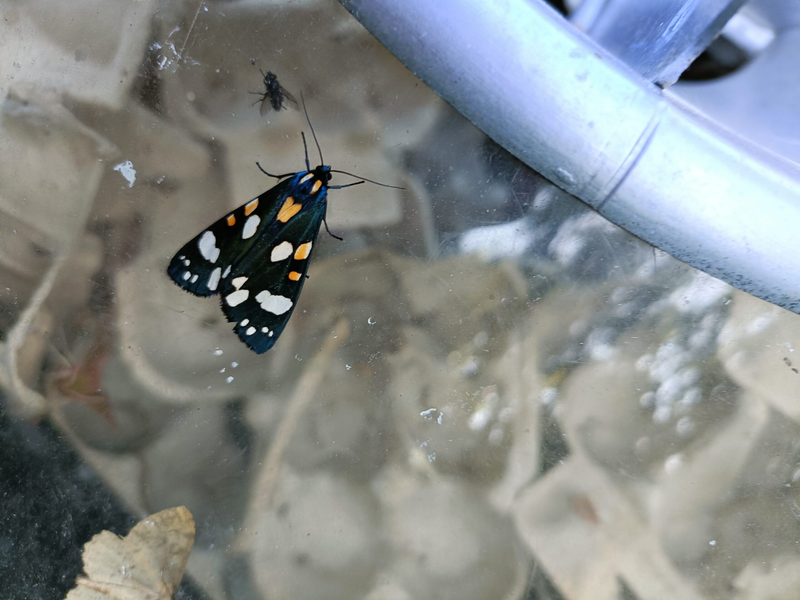 Jersey tiger moth - Tysoe