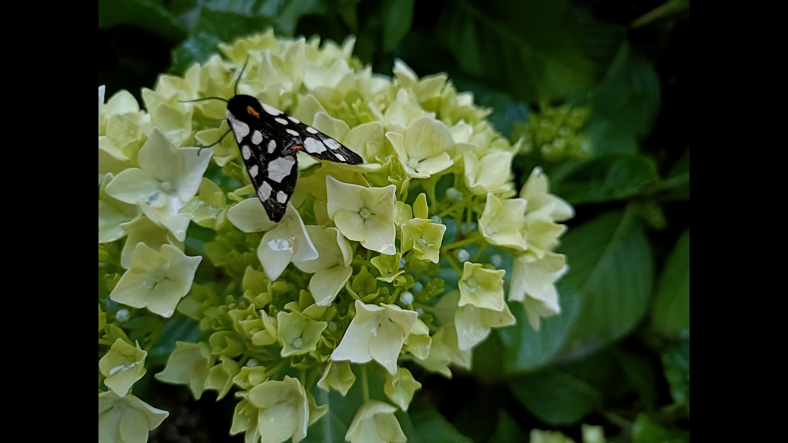 Jersey tiger moth