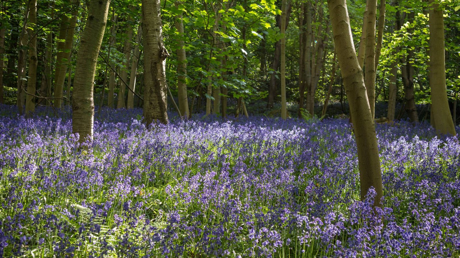 Bluebells