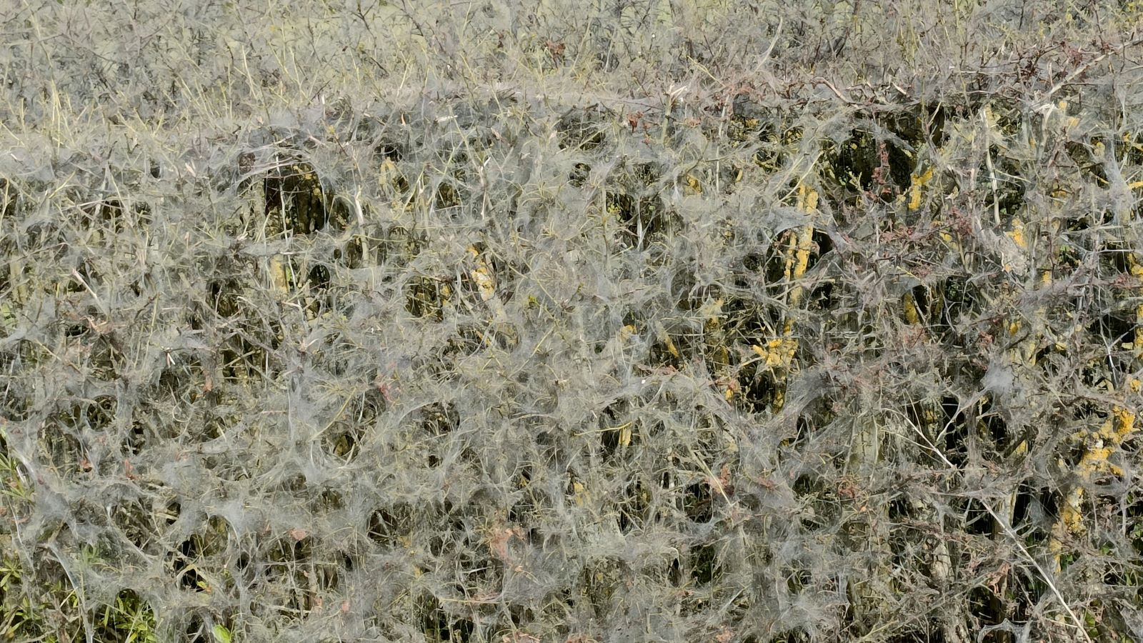 Ghostly hedgerows