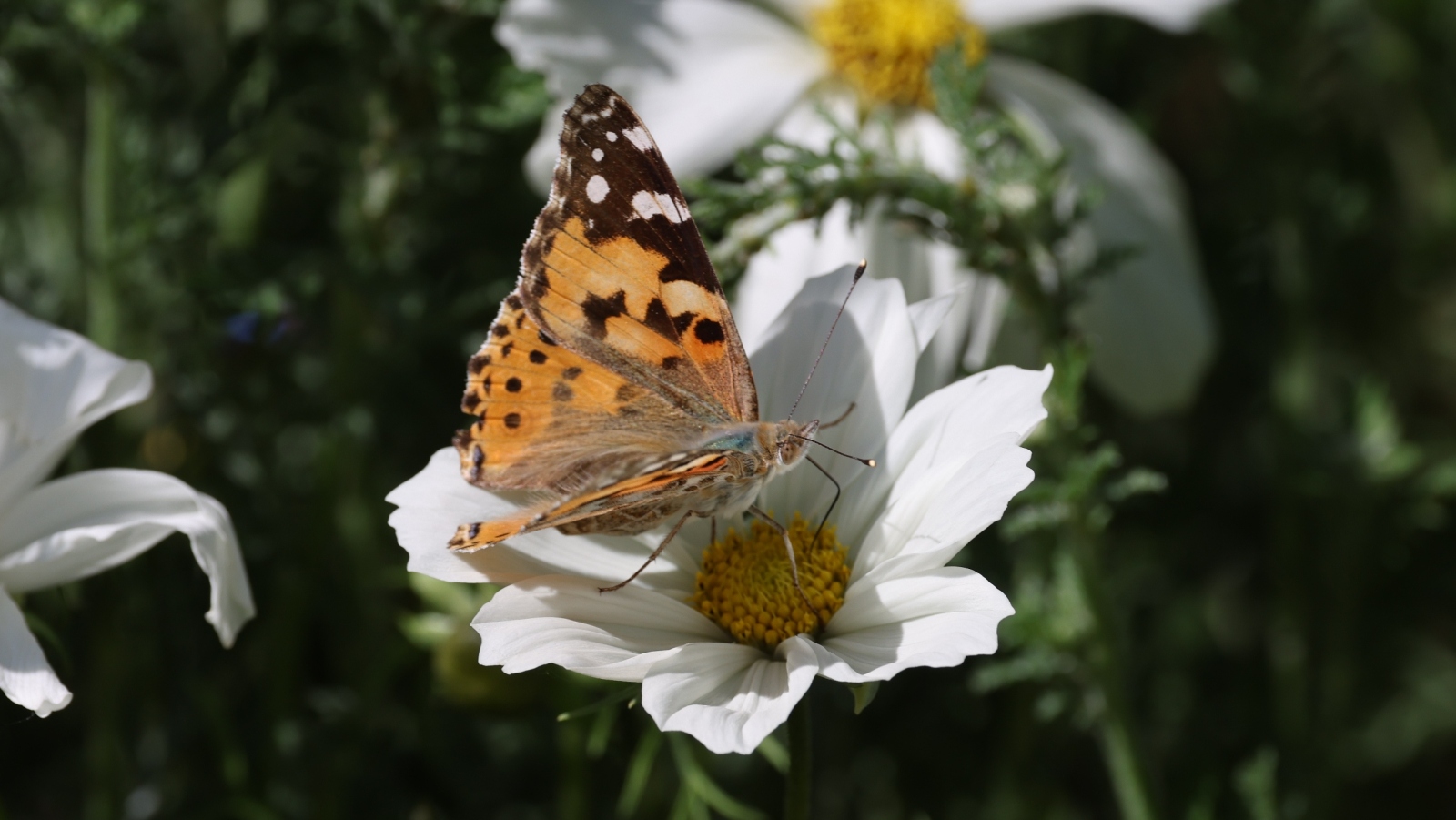 Open Gardens for Wildlife in Wellesbourne 2026