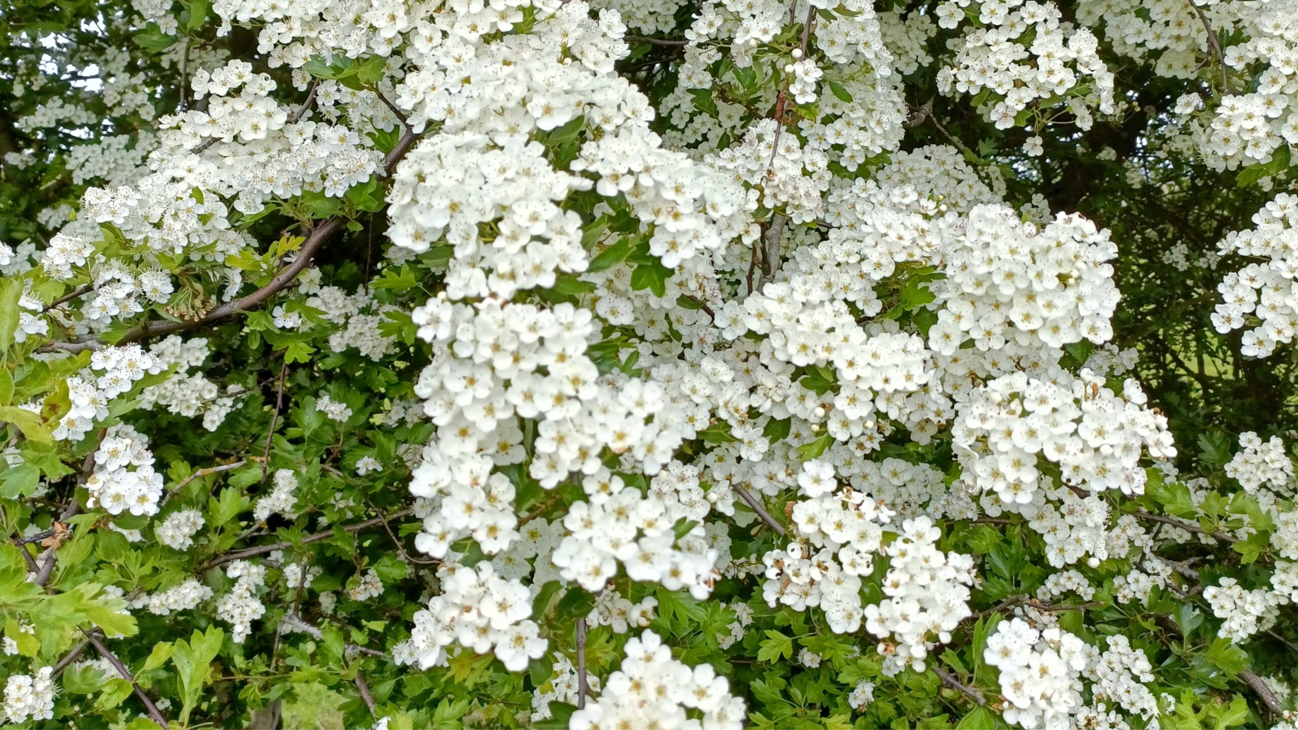 Volunteers sought to help safeguard the future of UK hedgerows – with a focus on hawthorn