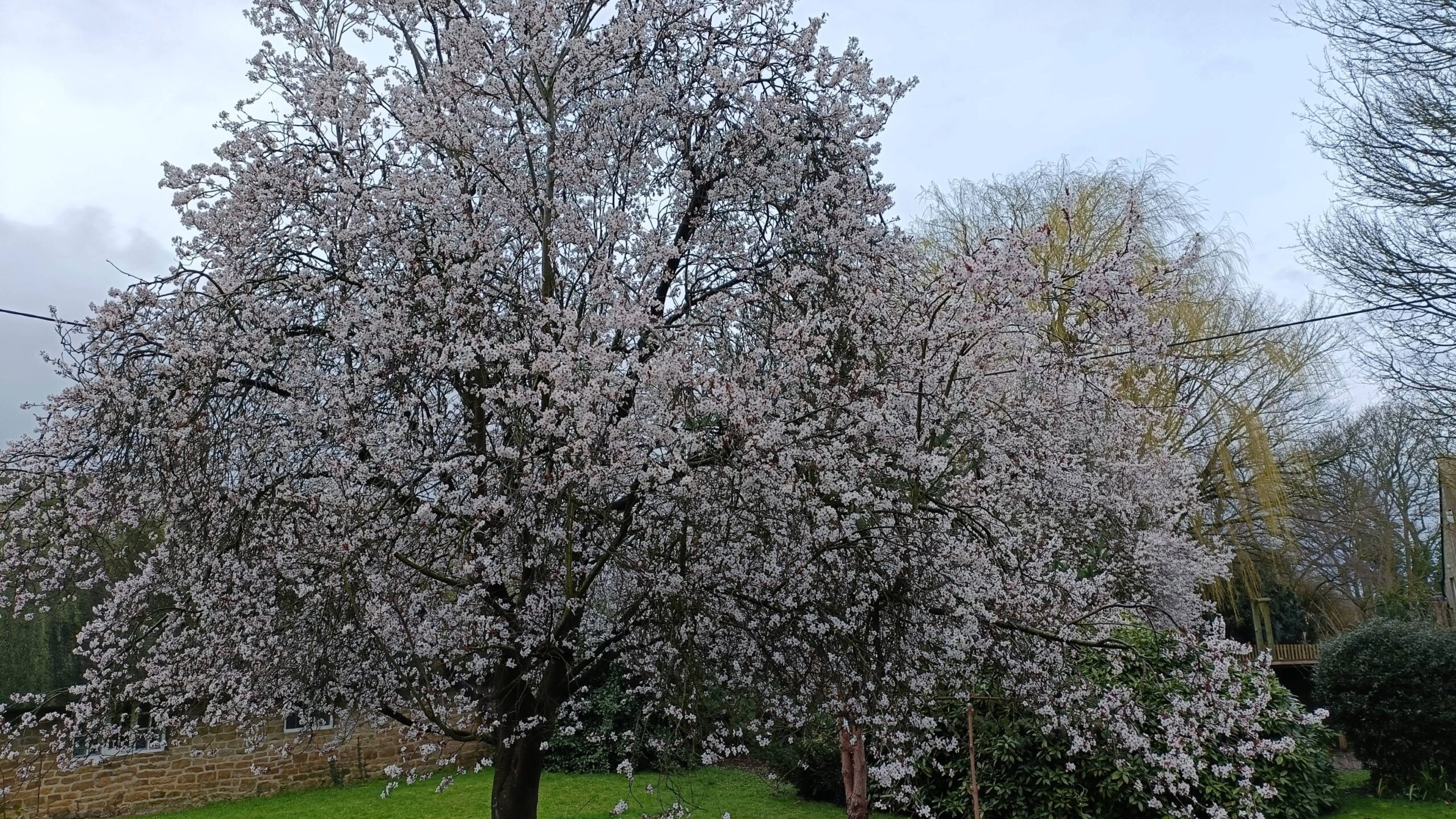 Upper Lighthorne – Foster a Tree Scheme