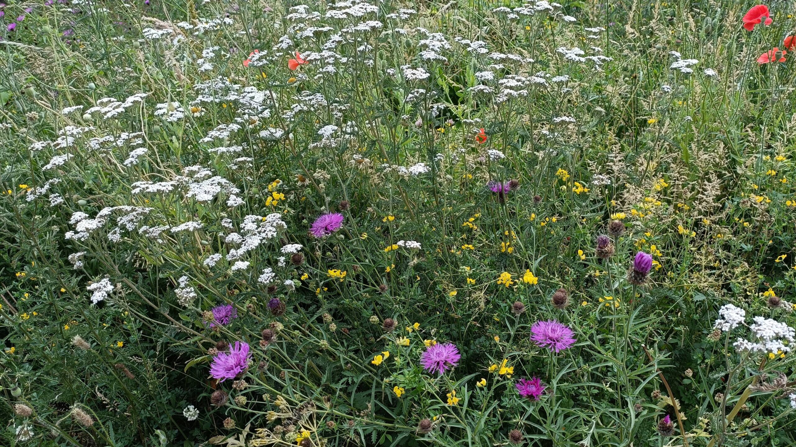 New green projects delivered through Stratford’s Community Climate and Nature Fund