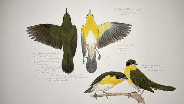 Artwork by Robin Restall: Ornithologist and Illustrator – for sale