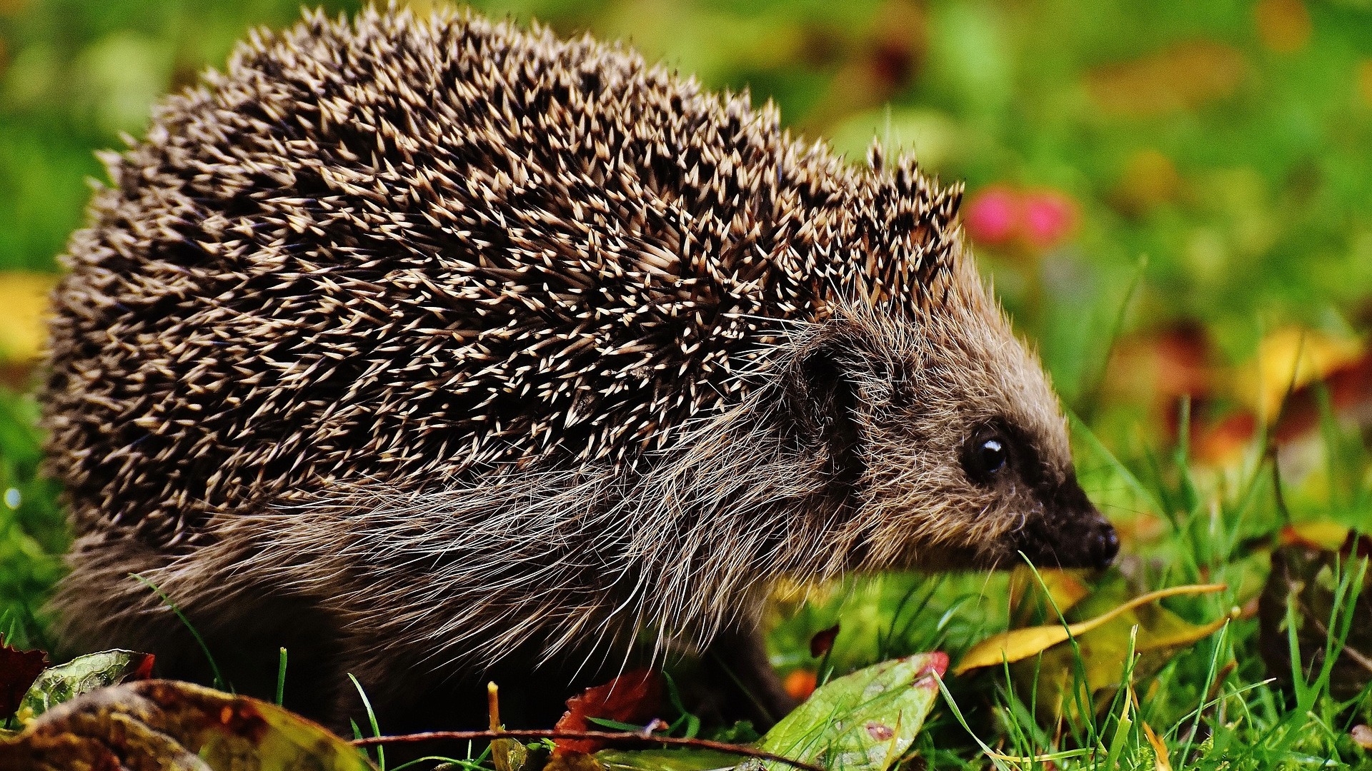 Hedgehog update from Tysoe