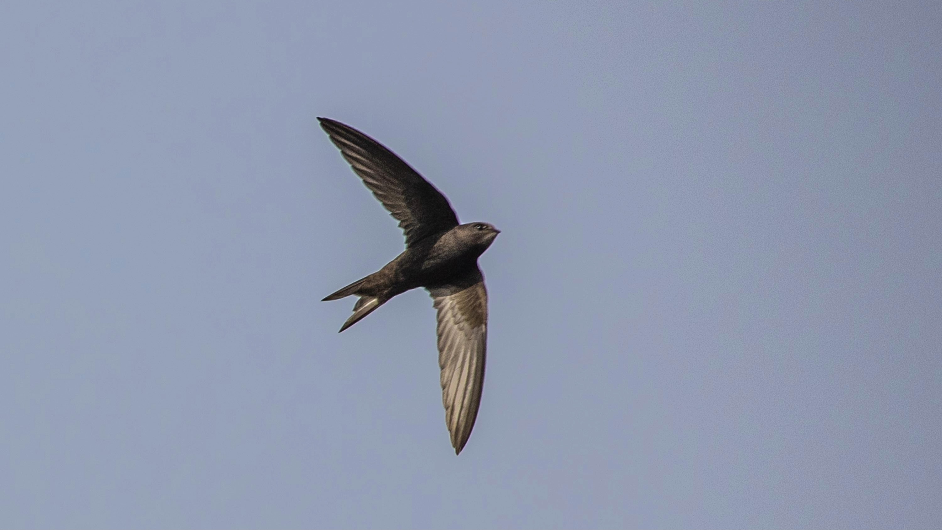 Swift update from Tysoe